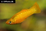 poecilia sphenops gold poecilia sphenops gold