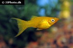 poecilia sphenops gold poecilia sphenops gold