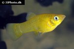 poecilia sphenops gold poecilia sphenops gold
