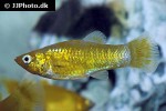 poecilia sphenops gold poecilia sphenops gold