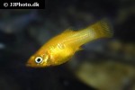 poecilia sphenops gold poecilia sphenops gold