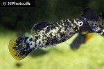 poecilia sphenops mottled poecilia sphenops mottled