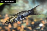 poecilia sphenops mottled poecilia sphenops mottled