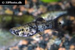 poecilia sphenops mottled poecilia sphenops mottled