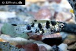 poecilia sphenops mottled poecilia sphenops mottled