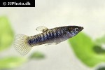 poecilia tridens poecilia tridens