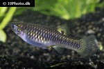 poecilia tridens poecilia tridens