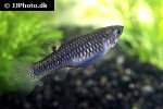 poecilia tridens poecilia tridens