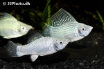 poecilia velifera poecilia velifera