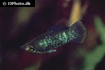 poecilia velifera poecilia velifera