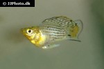 poecilia velifera poecilia velifera