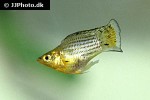 poecilia velifera poecilia velifera
