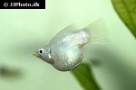 poecilia velifera poecilia velifera