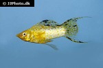 poecilia velifera poecilia velifera