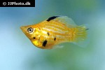 poecilia velifera poecilia velifera