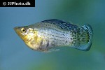 poecilia velifera poecilia velifera