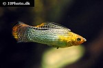 poecilia velifera poecilia velifera