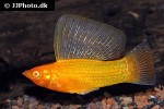 poecilia velifera poecilia velifera