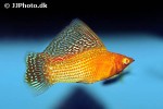 poecilia velifera poecilia velifera