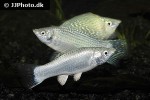 poecilia velifera poecilia velifera