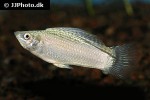 poecilia velifera poecilia velifera