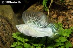 poecilia velifera poecilia velifera