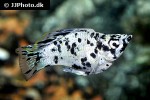 poecilia velifera poecilia velifera