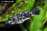 poecilia velifera poecilia velifera