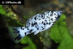 poecilia velifera poecilia velifera
