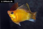 poecilia velifera poecilia velifera