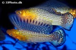 poecilia velifera poecilia velifera