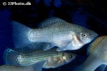 poecilia velifera poecilia velifera
