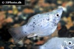 poecilia velifera poecilia velifera