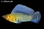 poecilia velifera poecilia velifera