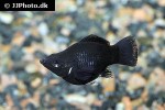 poecilia velifera poecilia velifera