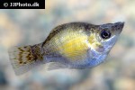 poecilia velifera poecilia velifera