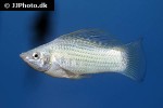 poecilia velifera poecilia velifera
