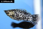 poecilia velifera poecilia velifera