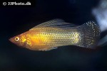 poecilia velifera poecilia velifera