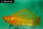 poecilia velifera poecilia velifera