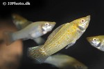 poecilia velifera albino poecilia velifera albino