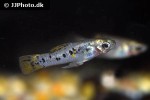poecilia vittata poecilia vittata