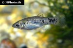 poecilia vittata poecilia vittata