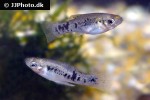 poecilia vittata poecilia vittata