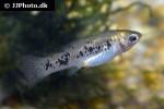poecilia vittata poecilia vittata