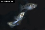 poecilia vittata poecilia vittata