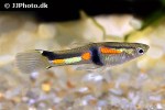 poecilia wingei poecilia wingei