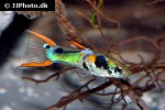 poecilia wingei poecilia wingei