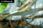 poecilia wingei poecilia wingei
