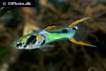 poecilia wingei poecilia wingei
